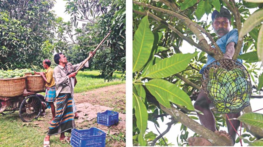 mango in rajshahi 2.jpg