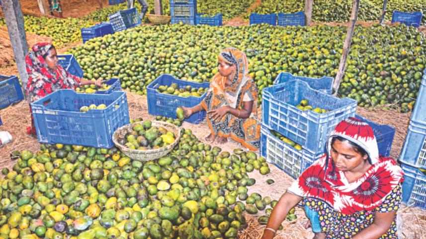 mango in rajshahi 3.jpg