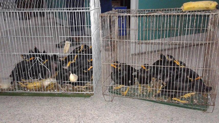 hilly myna birds seized 