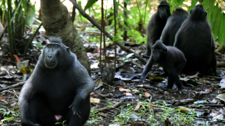 crested black macaque