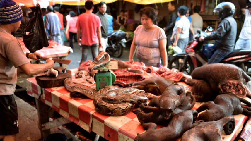 crested black macaques