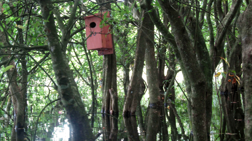 moulvibazar_wild_birds_breeding_in_artificial_boxes_pic_5.jpg