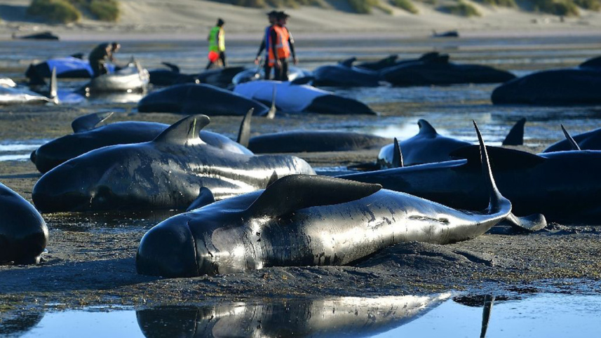 Newzealand whale-1.jpg