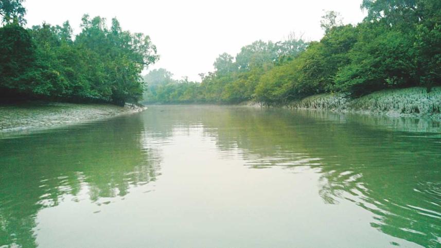 OUT IN THE LAND OF MANGROVE TREES