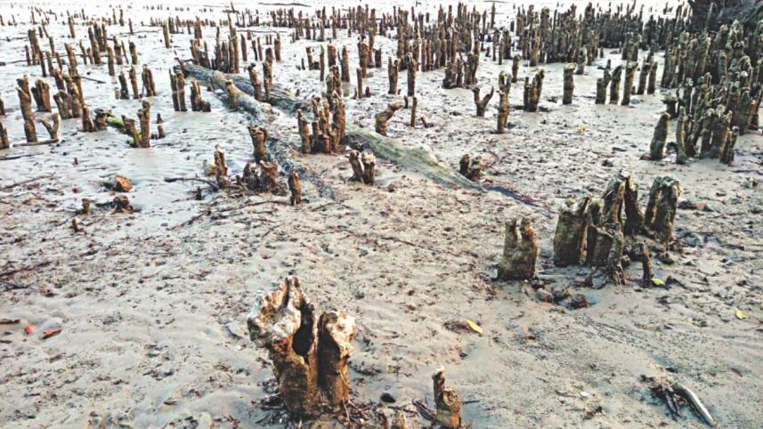 OUT IN THE LAND OF MANGROVE TREES