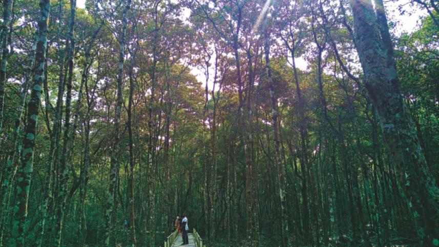 OUT IN THE LAND OF MANGROVE TREES