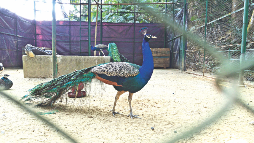 peacock.jpg