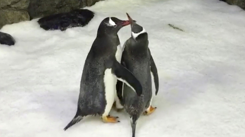 penguin-couple.jpg