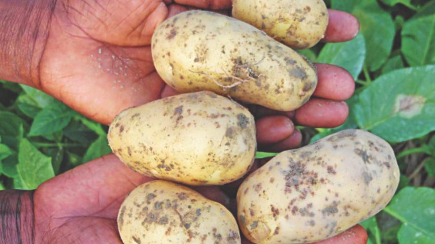 Potato farmers 2.jpg