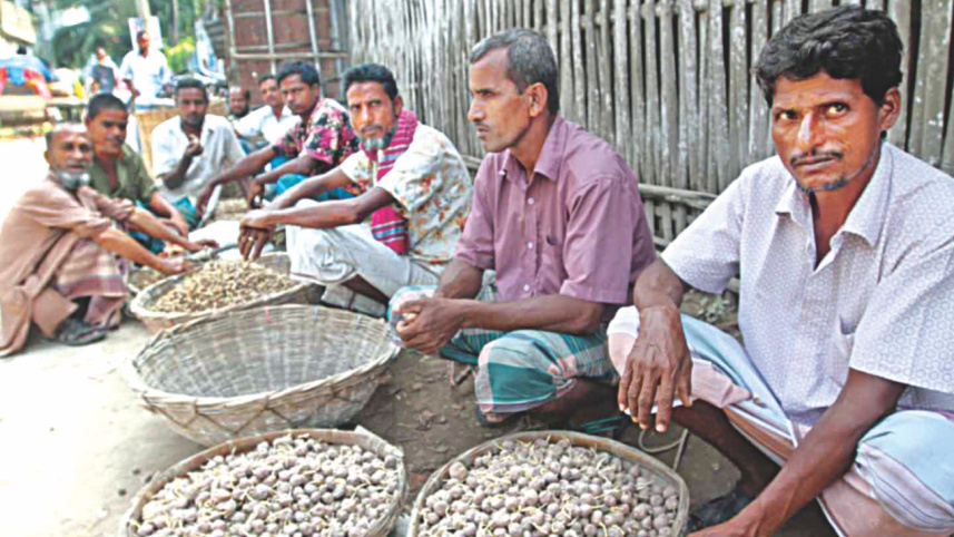 Potato Farming 2.jpg