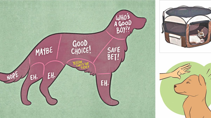 preparing_first_pet_dog