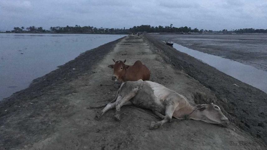 rohingya-cow-2wb.jpg