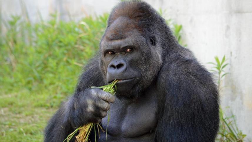 shabani 1 new.jpg