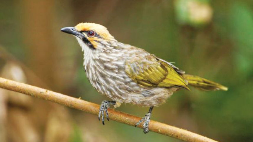 straw headed Bulbul