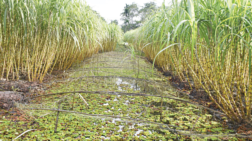 sugarcane-cultivation-2.jpg