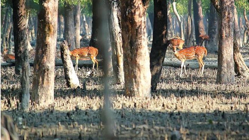 Sundarbans2.jpg