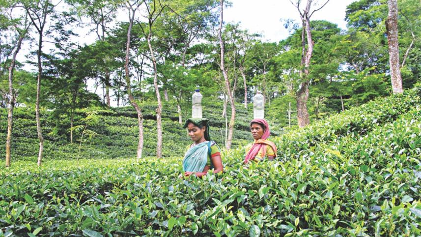 sylhet tea garden 2.jpg