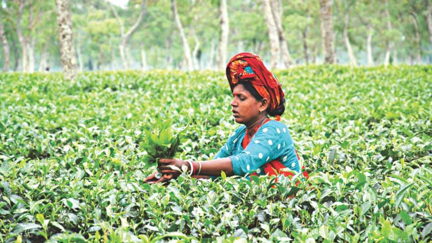 sylhet tea garden 3.jpg