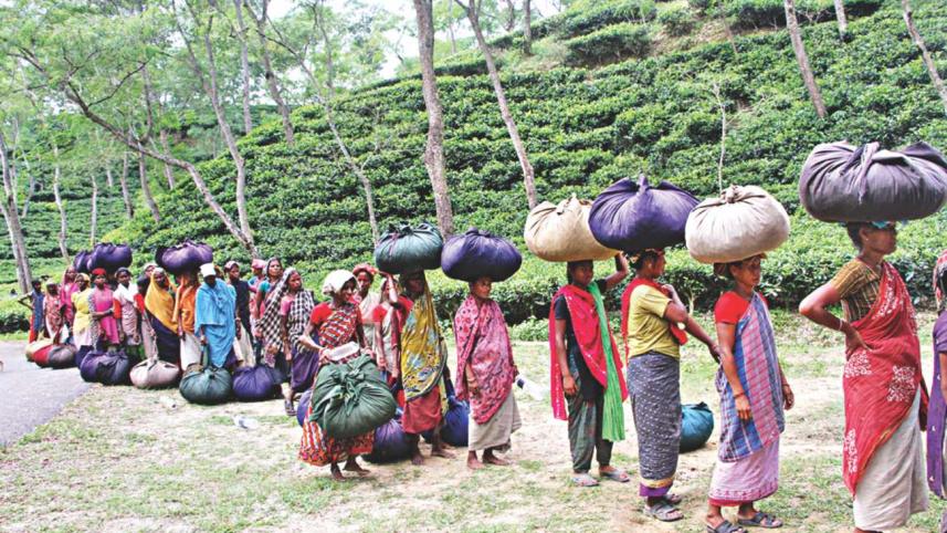 sylhet tea garden 4.jpg