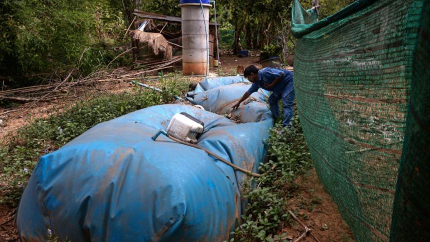 thai-village-using-poop-to-generate-power-afp-2-wb.jpg
