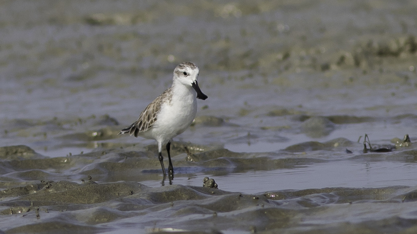 the_endangered_spoon-billed_sandpiper_is_a_regular_winter_visitor_to_the_intertidal_mudflats_of_bangladesh.jpg