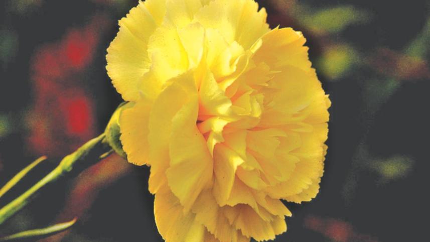 The language of flowers