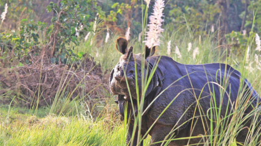 thoughts_from_chitwan