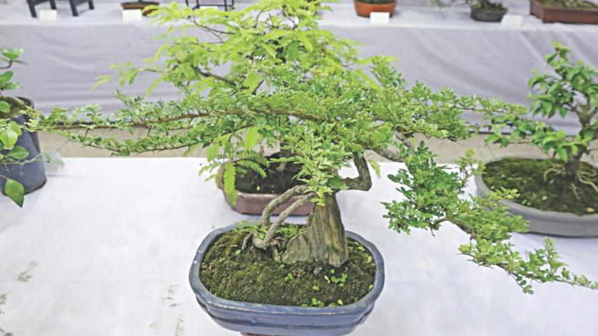 tree plant 10.jpg