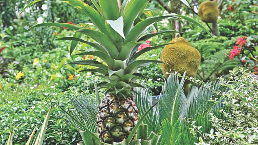 trees and plants 11.jpg