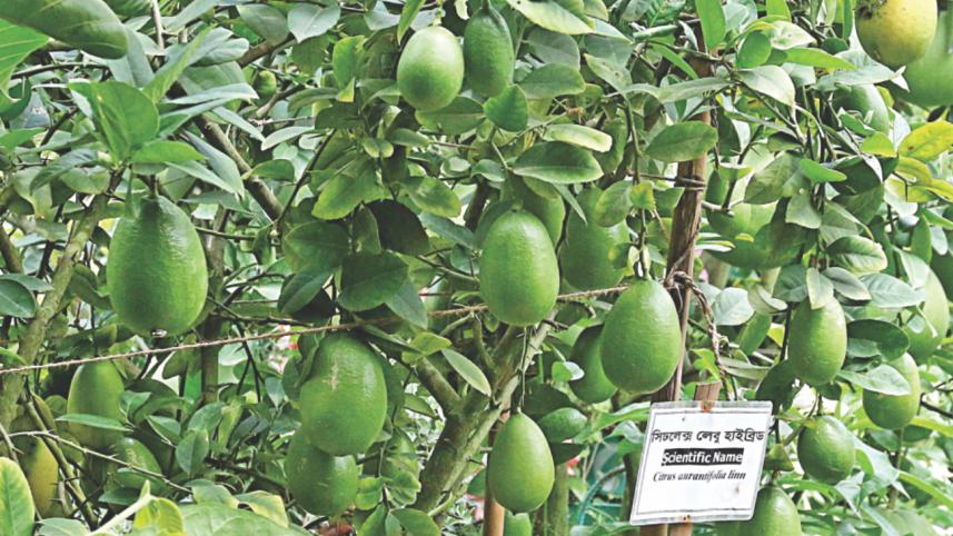 trees and plants 3.jpg