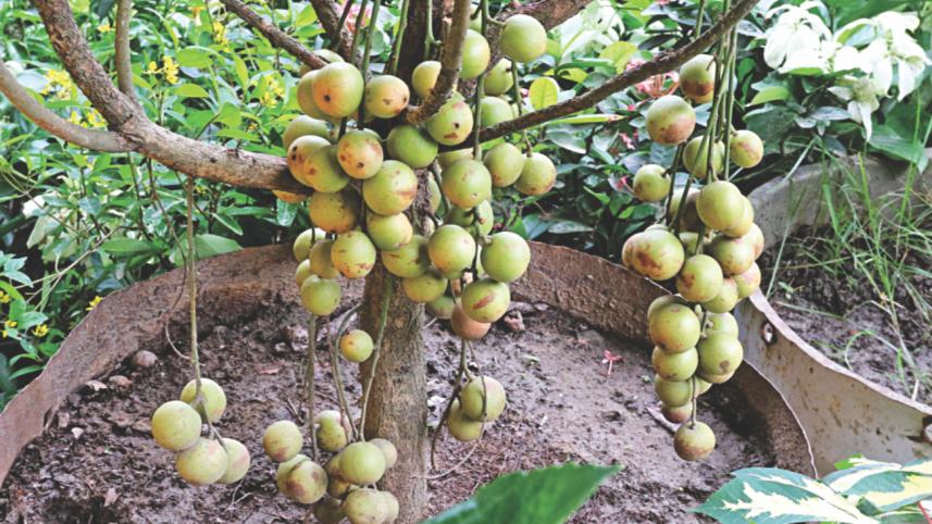 trees and plants 4.jpg