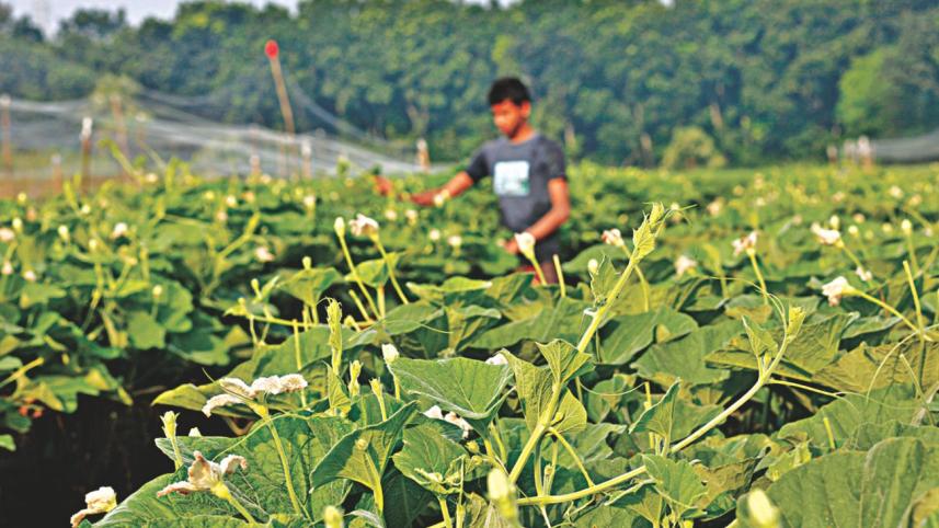 vegetable village 2.jpg