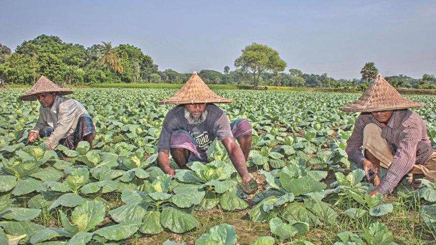 vegetable village 5.jpg