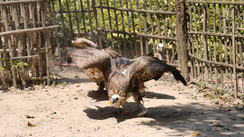 vulture3.jpg
