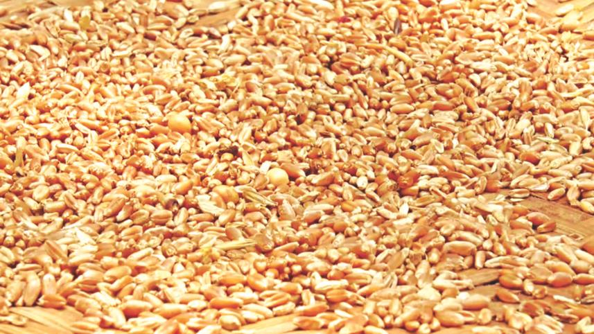 wheat import 4.jpg