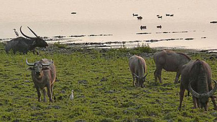 wild water buffalo.JPG