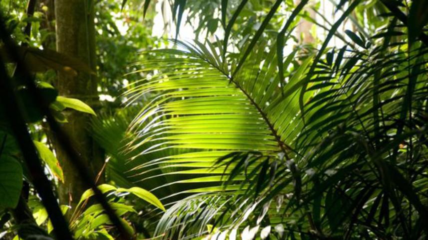 World-plants-2-web.jpg