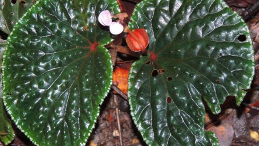 world-plants-4-web.jpg