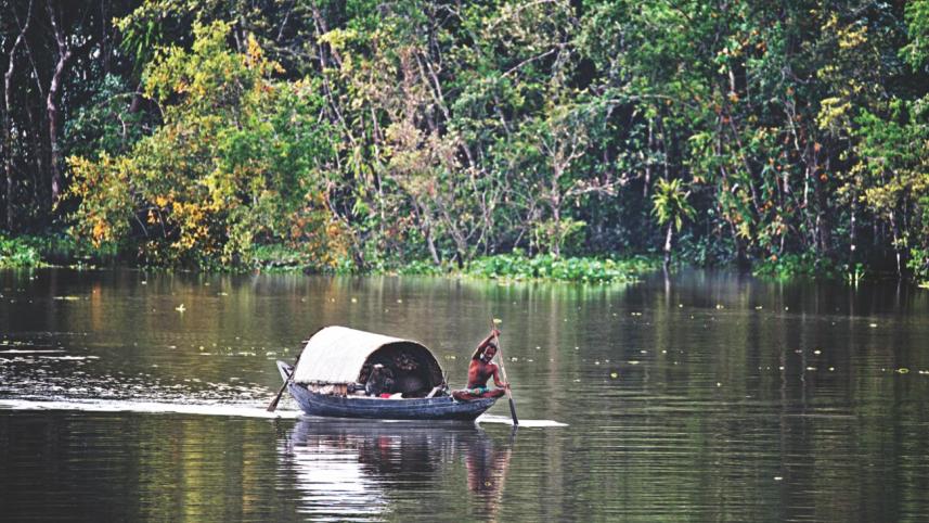 Sundarbans mangrove forest