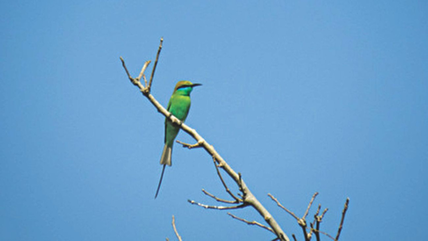 The Haor's of Bangladesh - Birders Paradise