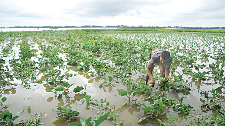 The changing rainfall pattern is taking a growing toll on agriculture, particularly on farmers and marginalised communities. Photo: Azahar Uddin