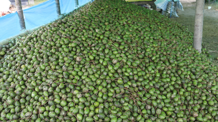 Despite the risks, hog plum cultivation remains profitable and its cultivated area is expanding. Photo: Star