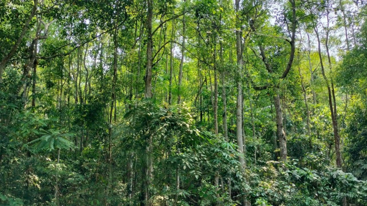 Spanning 243 hectares, Satchari is considered one of the country's most biodiversity-rich protected areas. Photo: Star