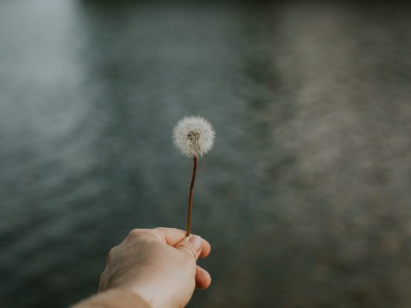 selective-focus-shot-hand-holding-dandelion-water.jpg