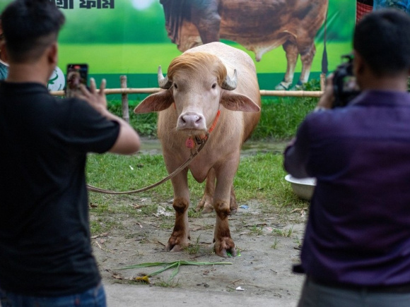BUFFALO.jpg