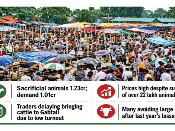 Eid-ul-Azha Cattle Price Bangladesh