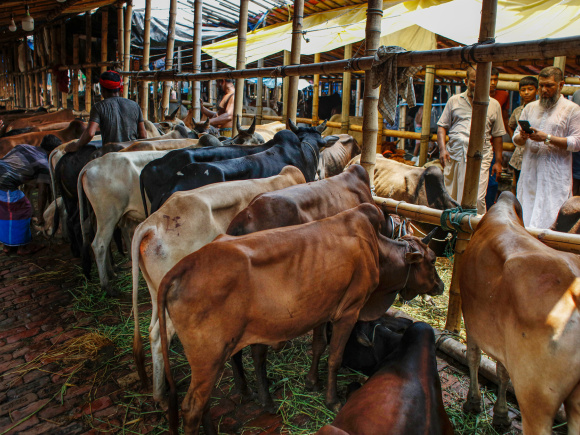 Bangladesh qurbani cattle market economic problems