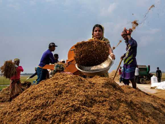 Farmers harvesting wet rice in Haor
