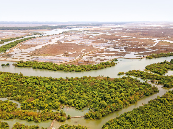 Cox’s Bazar Sonadia Mangrove Deforestation