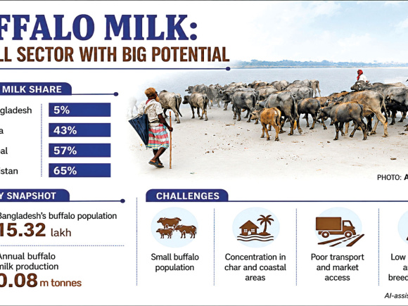 buffalo milk production in Bangladesh